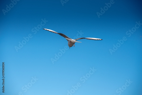 White seagull flies in the blue sky, seagull flies flying bird