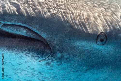 Whale Shark Close Up Eye, Isla Mujeres, Mexico