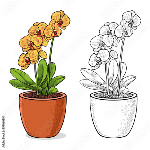 Yellow Orchid in a pot. Isolated vector illustration.