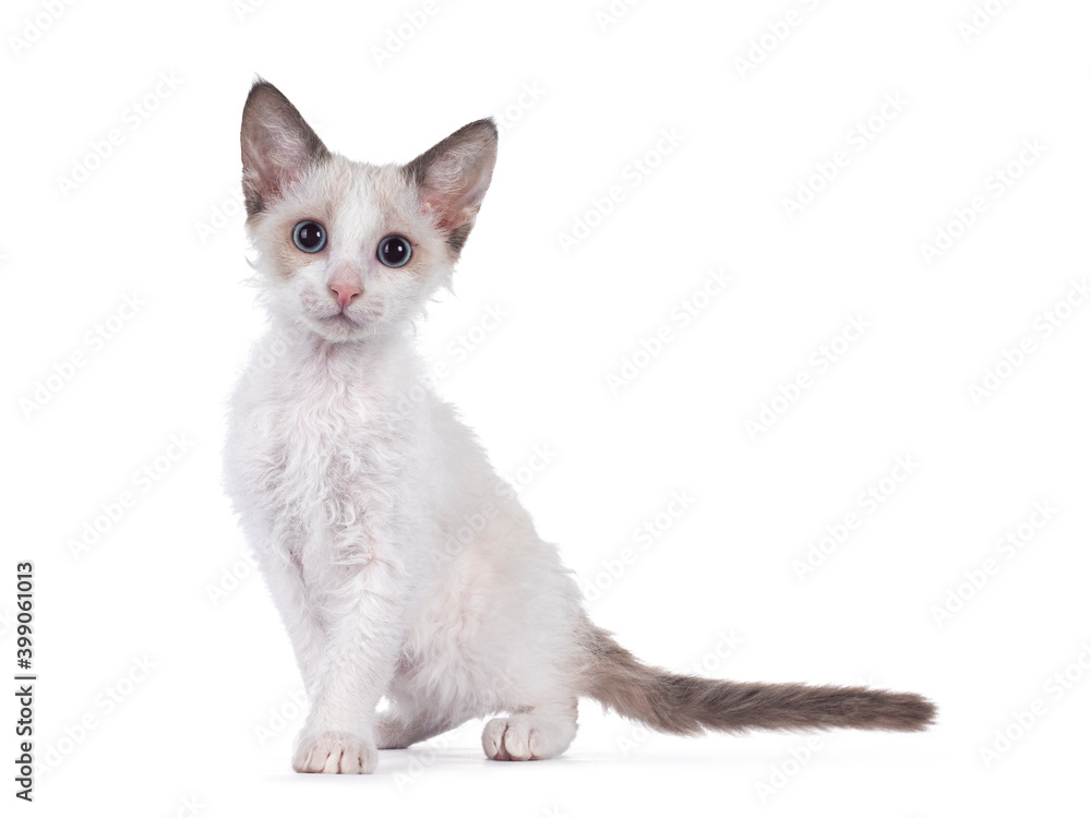 Adorable blue bicolor LaPerm cat kitten, standing side ways. Looking curious towards camera with blue eyes. Isolated on white background.