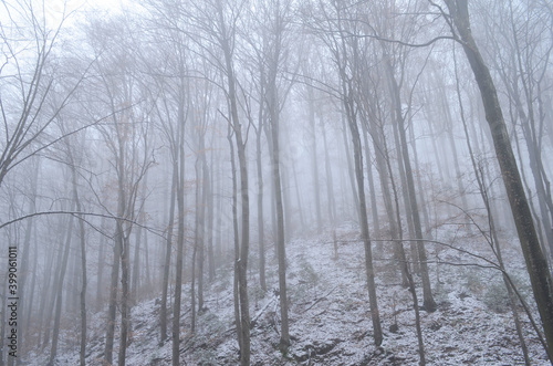 Landscape of spooky winter forest covered by mist