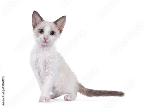 Canvastavla Adorable blue bicolor LaPerm cat kitten, standing side ways