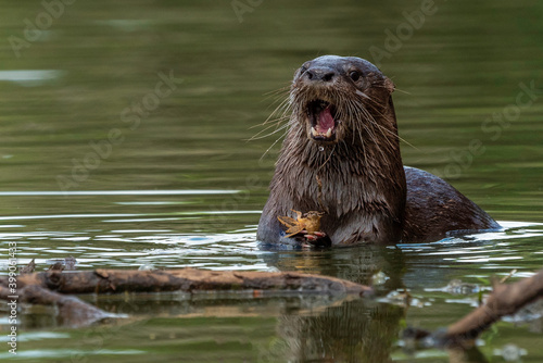 Neotropical Otter Eating, Pantanal