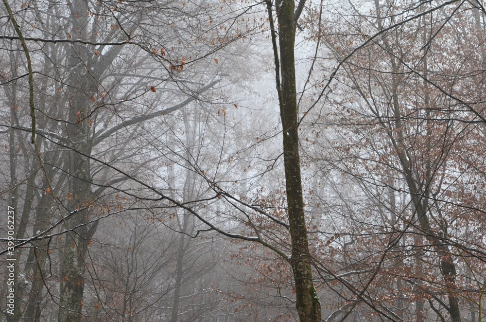 Fototapeta premium Landscape of spooky winter forest covered by mist