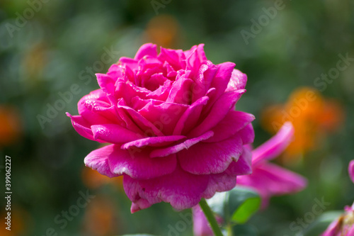 Bright beautiful pink rose in the garden  green leaves  nature outdoors  petals covered with water drops  morning droplets