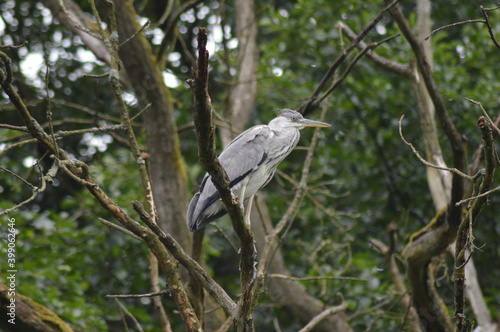 great white heron