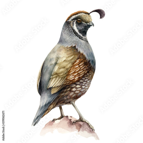 Fototapeta Crested quail bird watercolor illustration