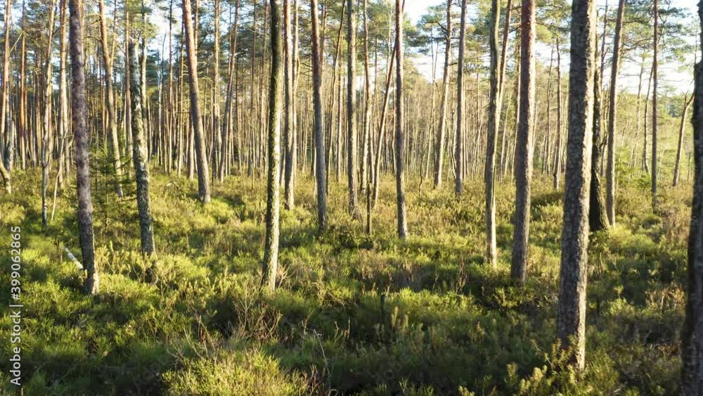 Drone shot flying on autumn pine tree forest. Slow flight in forest on fall season.
Drone shot flying on autumn pine tree forest. Slow flight in forest on fall season.