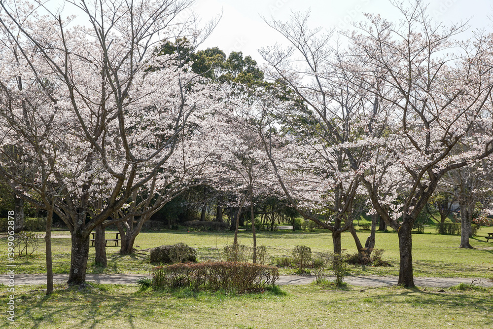 満開の桜