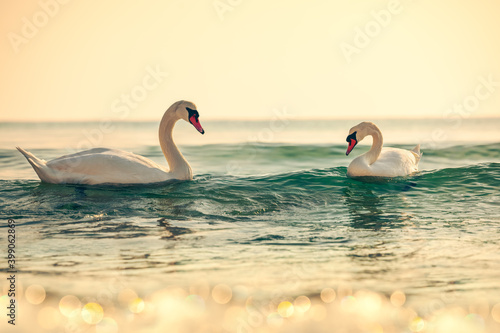Fototapeta Naklejka Na Ścianę i Meble -  White swans in the sea,sunrise shot
