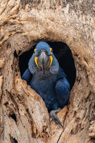 Hyacinth Macaw in tree hole nest, Pantanal photo