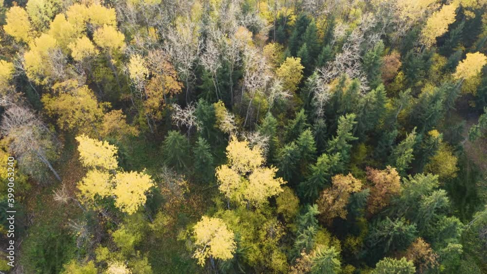 Autumn forest landscape with golden trees, aerial top-down view. Slow flight in forest on fall season.
Autumn forest landscape with golden trees, aerial top-down view. Slow flight in forest on fall season.