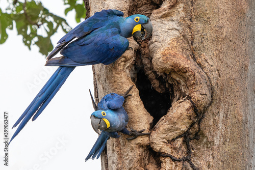 Hyacinth Macaw pair in tree hole nest, Pantanal