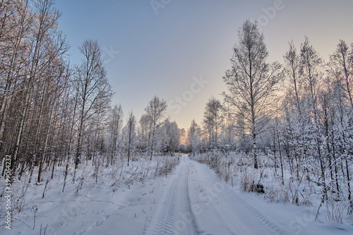 Winter sunset. The forest road between the trees is covered with fresh white snow. Wheel prints in the snow. © Alexey
