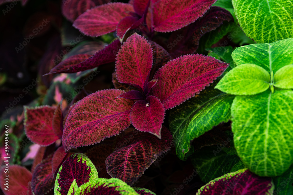 custom made wallpaper toronto digitalClose up of a red coleus solenostemon hybrida leaves background in a garden