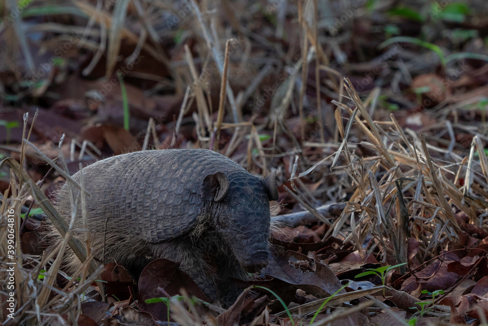 Southern Naked-tailed Armadillo, Pantanal Southern Naked-tailed Armadillo, Pantanal