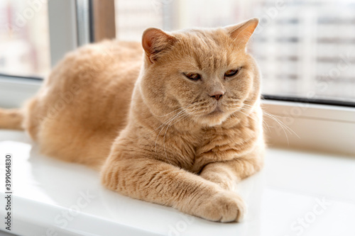 Scottish fold red cat lies on the windowsill