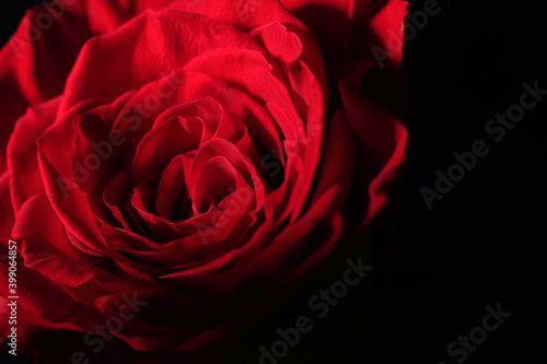 Red rose valentine day closeup macro design, romantic floral concept in dark moody style with copy space, close-up, macro, happy valentine's day postcard