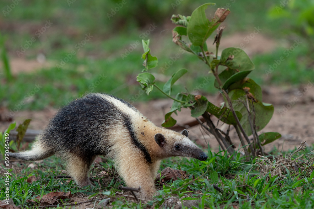 Tamandua Anteater on the ground, Pantanal Tamandua Anteater on the ground, Pantanal