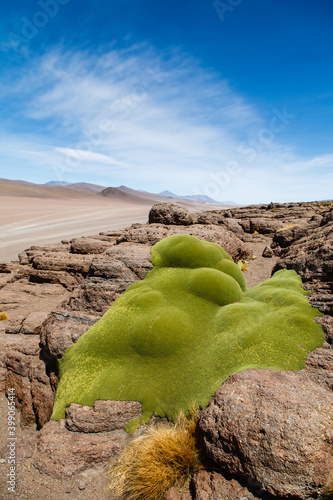 Yareta (llareta or Azorella compacta) high altitude plant growing between desert rocks in the Andean Altiplano, Bolivia
