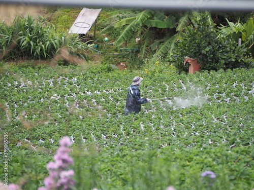 Gardeners who are fertilizing fertilizers to keep the flowers blooming in winter.