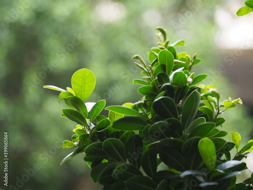 The green leaves against the light green backdrop make it feel fresh