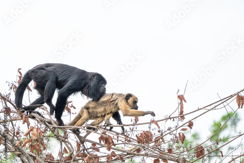 Black-and-Golden Howler Monkeys, Pantanal