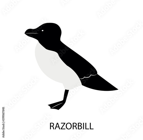 Obraz na plátně Illustration with razorbill - sea bird. Cartoon character.
