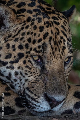 Jaguar Head Close Up  Pantanal