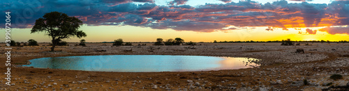Panoramic view on the Okaukuejo waterhole in the Etosha national park in Namibia. On the right side there is a rhino coming to the waterhole.