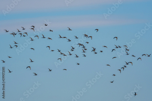 Black-tailed Godwit, Limosa limosa in the flight in environment