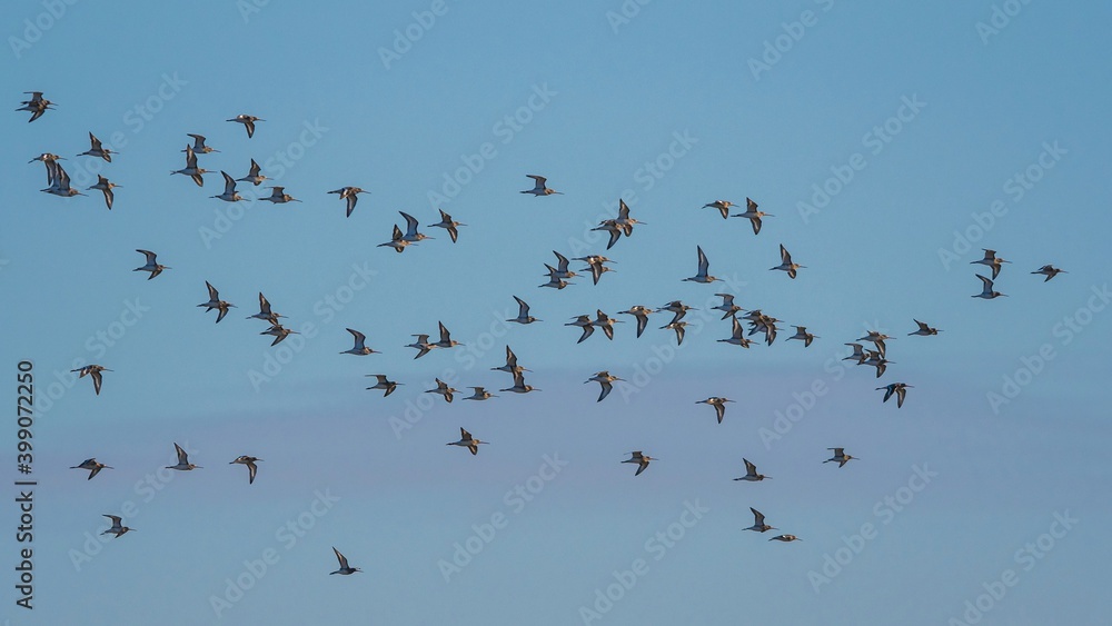 Black-tailed Godwit, Limosa limosa in the flight in environment Black-tailed Godwit, Limosa limosa in the flight in environment