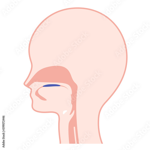 嚥下プロセスのイラスト_準備期（咀嚼）