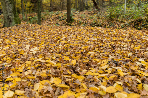 Kolorowe jesienne liście w lesie w Dolina Baryczy w Polsce, piękny kolorowy, złoty las