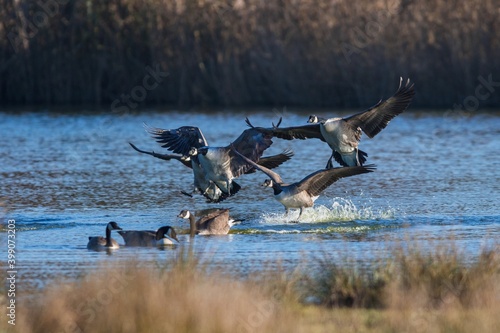 Canada Geese, Canada Goose (Branta canadensis) in flight in the environment