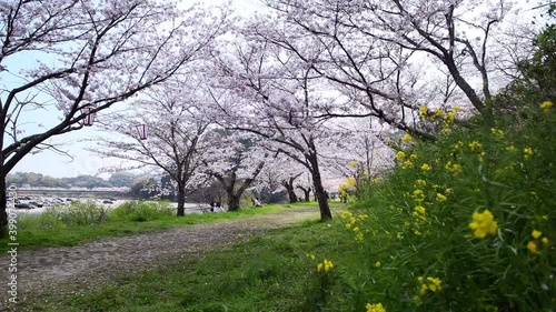 風に揺れる桜並木と無い散る花びら