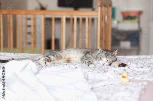 whiskas cat lying on the bed photo