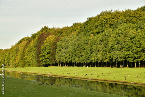 Bernaches du Canada sur la pelouse le long de l'étang-canal au parc de Tervuren à l'est de Bruxelles