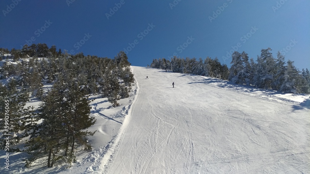Ski track among pine trees on a sunny winter day
