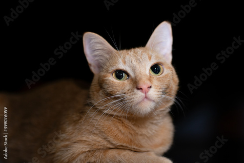 yellow cat on dark background lying with looking up