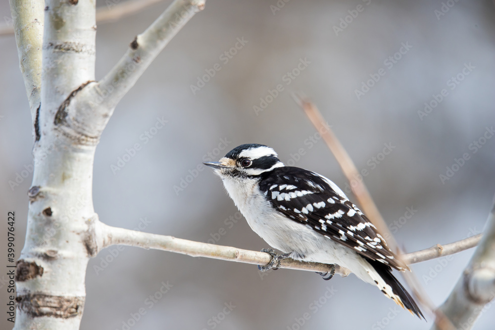 Fototapeta premium Hairy woodpecker on tree branch