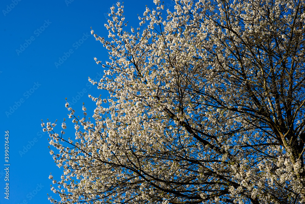 blue sky and tree with white blossom