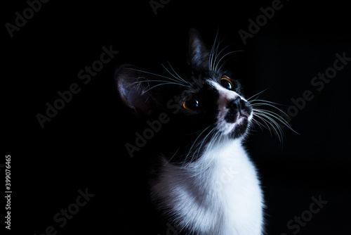 black and white cat on black background looking to the right in lowkey photography