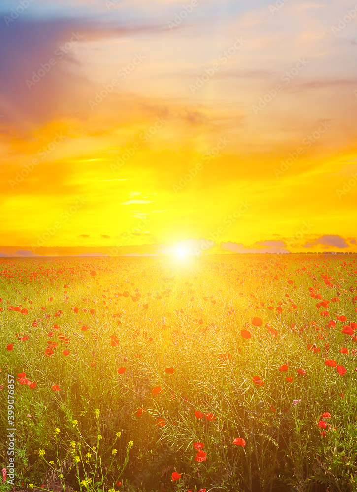 Summer scarlet poppy flowers field and Beautiful sunset.