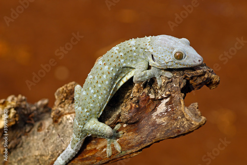 Fotografija tokay gecko on wood with nature background