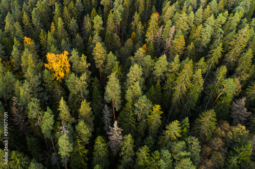 An aerial of an old coniferous forest during an autumn evening in Estonia, Northern Europe. 