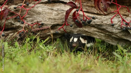 Eastern Spotted Skunk, around log, standing on hands, spraying, taken in central MN photo