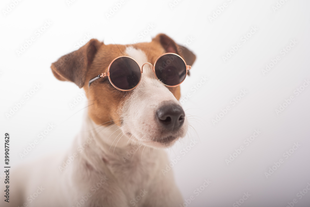Jack russell terrier dog portrait in sunglasses on white background