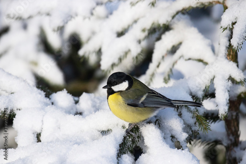 A small and colorful songbird Great tit (Parus major) on a snowy spruce branch in a winter wonderland, coniferous boreal forest of Estonia, Northern Europe. 
