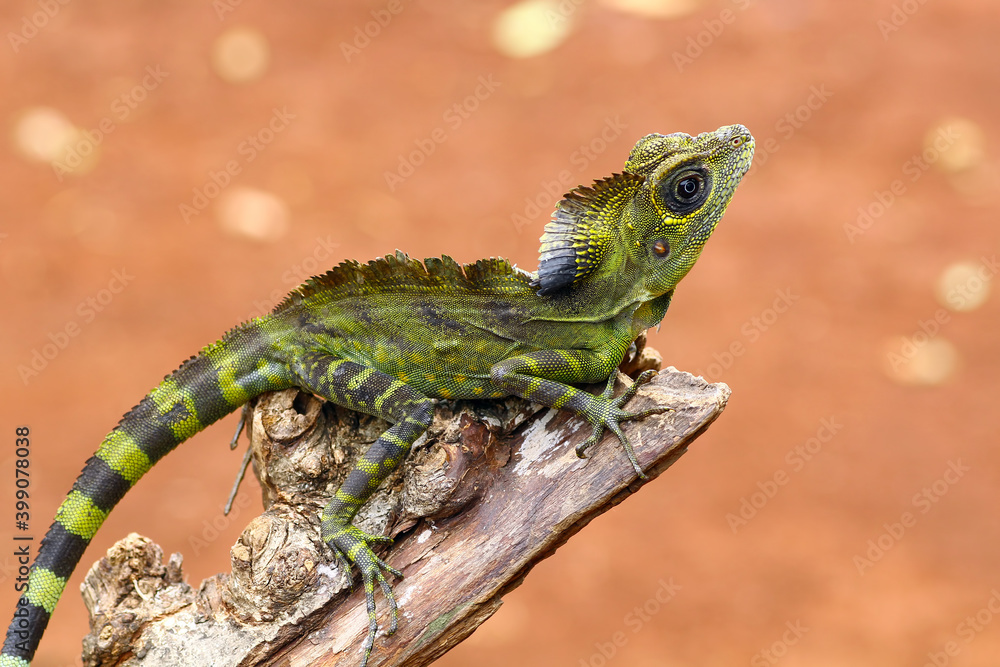 Obraz premium great angle head lizard on branch, Gonocephalus grandis, animal closeup